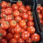 ⁦بندورة (طماطم)⁩ - الصورة ⁦2⁩