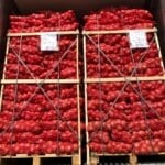 Red Onion - Image 3