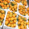 اجراءات تصدير الفاكهة من مصر