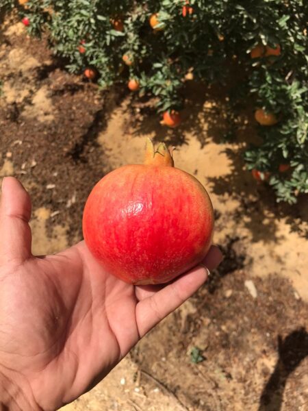 pomegranate wonderful