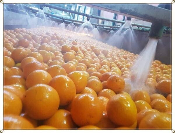 طريقة إعداد البرتقال للتصدير 