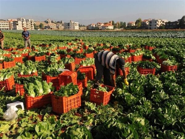 معدلات الأجور والحد الأدنى والزيادة السكانية