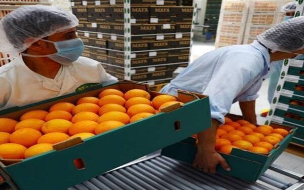 تصدير البرتقال المصري