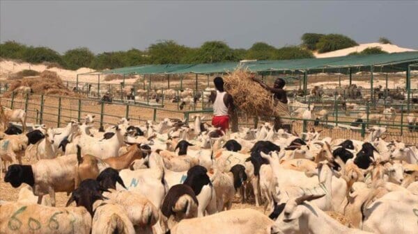 اتفاقيات التصدير من مصر الى السودان