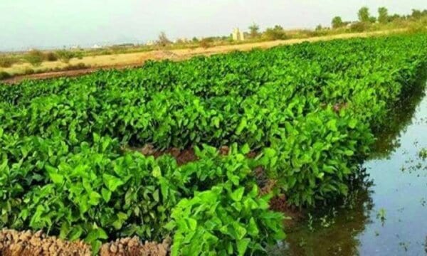 أهم الدول العربية التي تستورد المحاصيل الزراعية في مصر