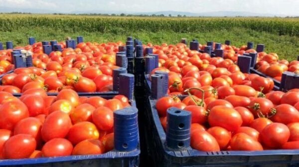 تصدير الطماطم الطازجة من مصر 