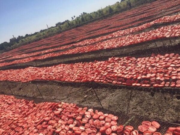 تصدير الطماطم المجففة من مصر
