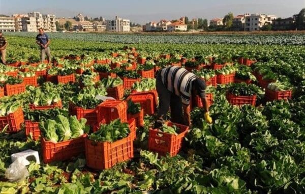 أهم المستندات في تصدير المحاصيل الزراعية فى مصر