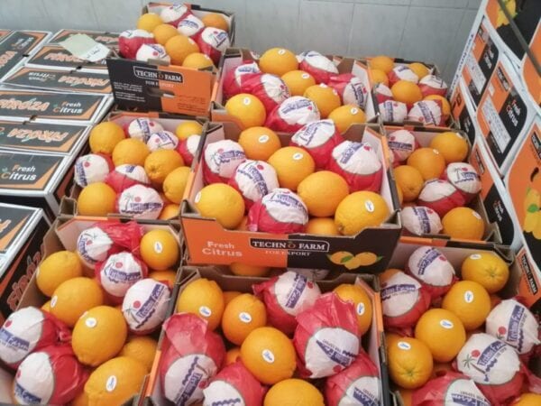 خطوات تصدير البرتقال الى روسيا 