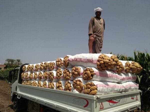 شروط تصدير البطاطس من مصر