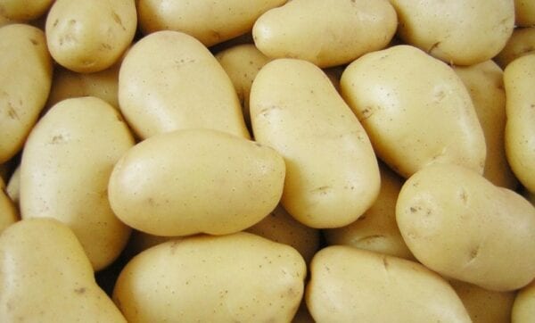 كم سعر طن البطاطس للتصدير 