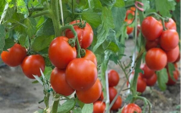 تعرفوا على تصدير الطماطم من مصر وأهم الخطوات 