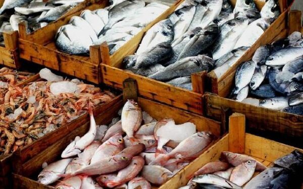 ما هي أهم الأنواع في تصدير الاسماك من مصر 