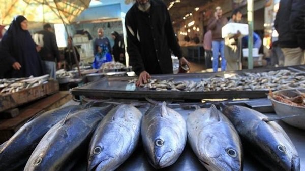 تصدير الاسماك من مصر إلى الأسواق الأجنبية 