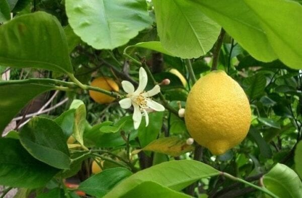 زراعة الليمون الأضاليا في مصر