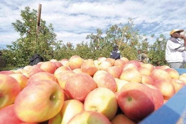 إجراءات تصدير التفاح من مصر