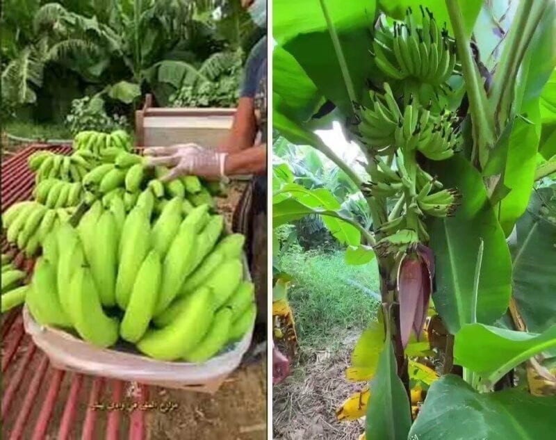 كيفية تصدير الموز المصري 