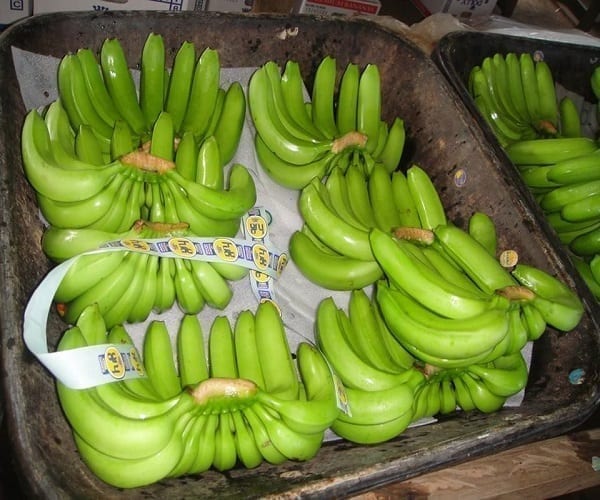 كيفية تصدير الموز من مصر 