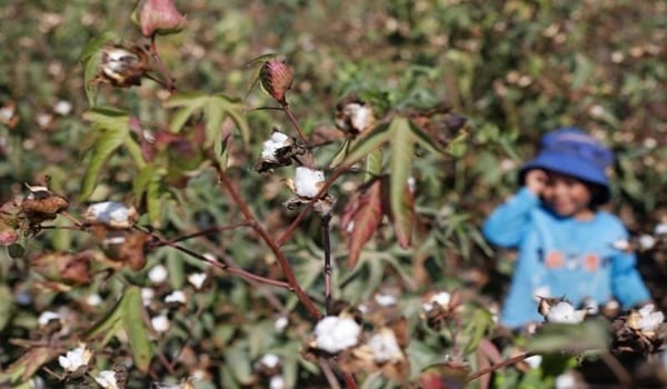 Egypt cotton exports