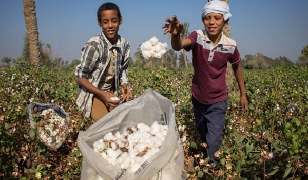 Egypt cotton exports