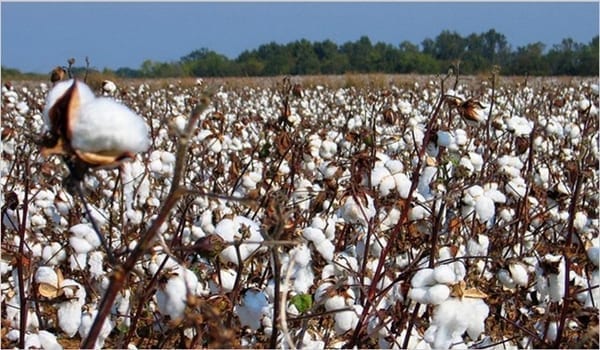 Egypt cotton exports