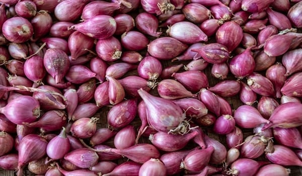 Shallots