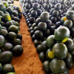 Watermelon - Image 2