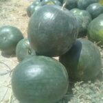 Watermelon