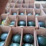Watermelon - Image 3