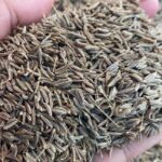 caraway seeds, Wholesale price, highest quality, 99% pure - Image 2