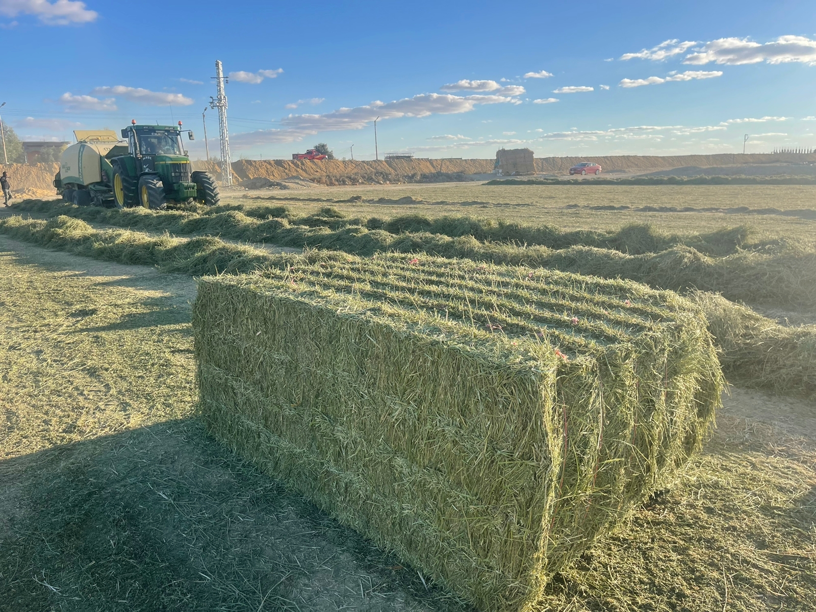 Dry alfalfa hay
