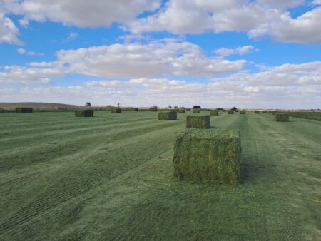 Dry Alfalfa Hay