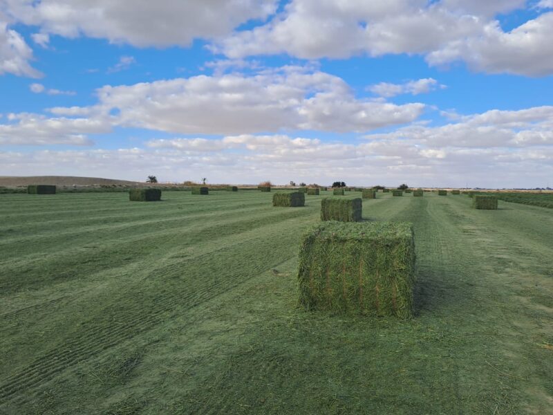 Dry Alfalfa Hay