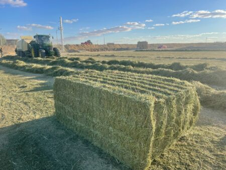 Dry Alfalfa Hay - Animal Feed - Livestock Feeding برسيم حجازي جاف - أعلاف للماشية