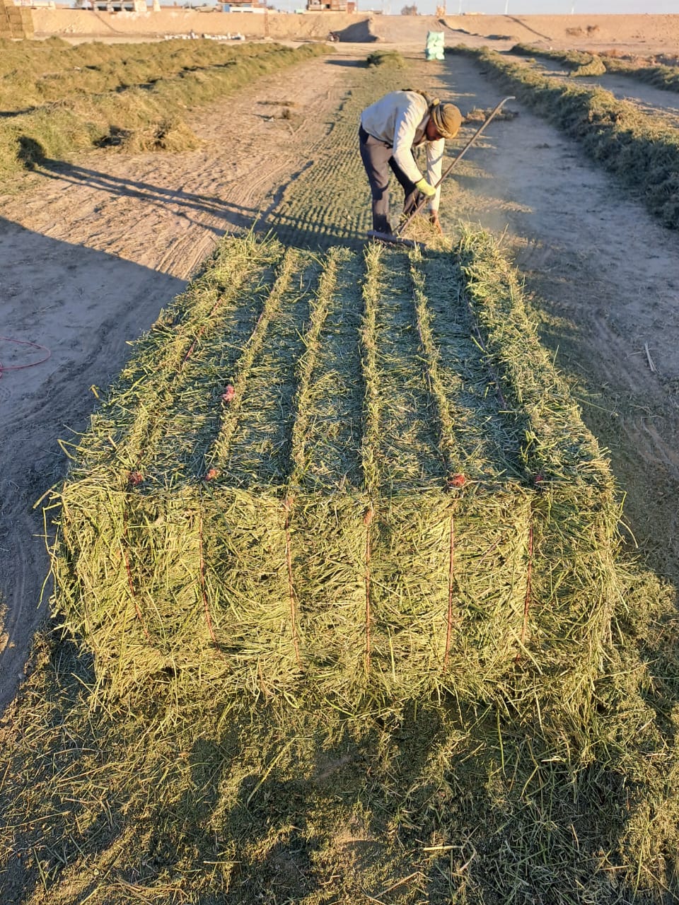 Dry Alfalfa Hay - Animal Feed - Livestock Feeding