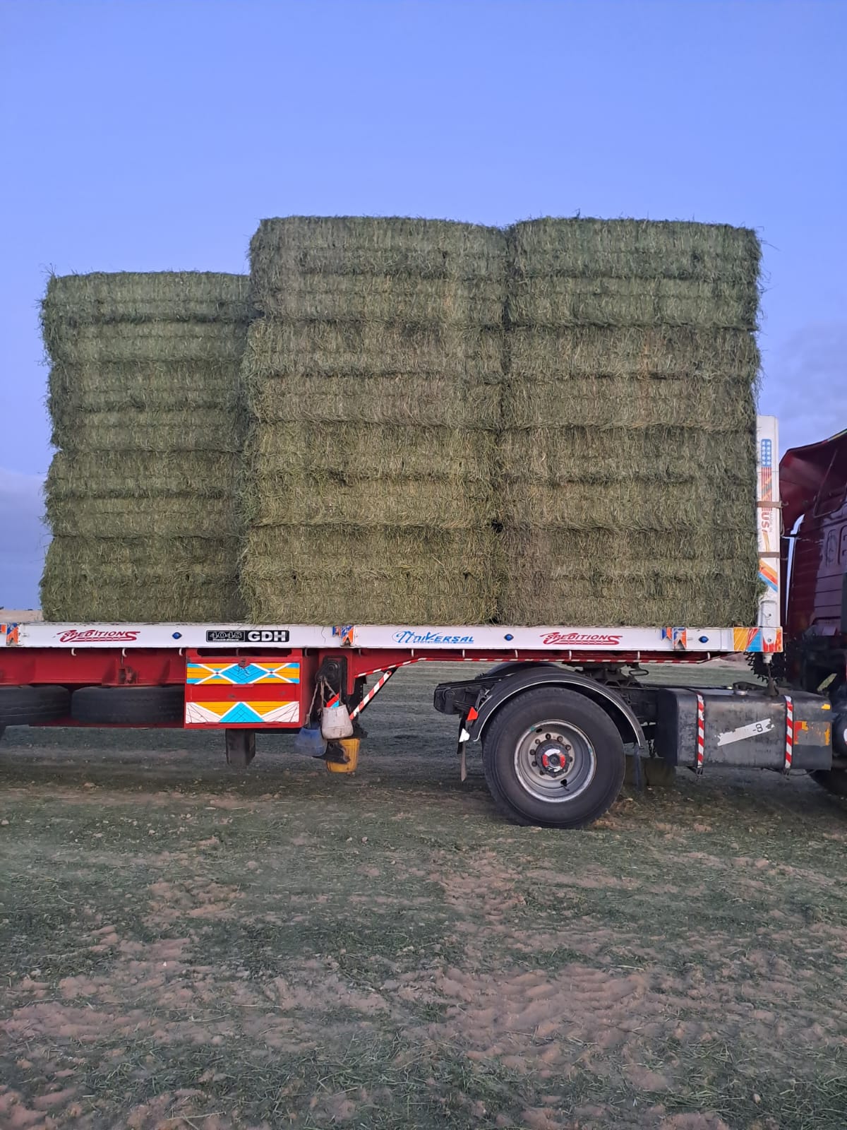 Dry Alfalfa Hay - Animal Feed - Livestock Feeding