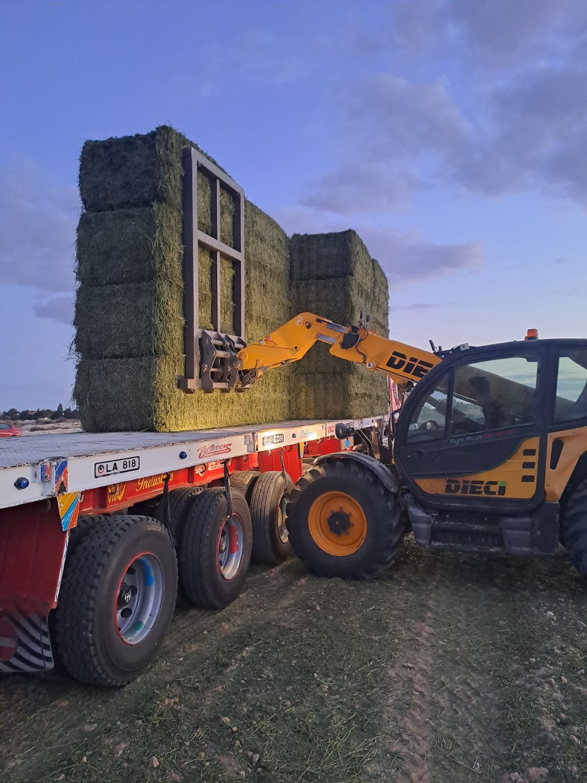 Dry Alfalfa Hay - Animal Feed - Livestock Feeding