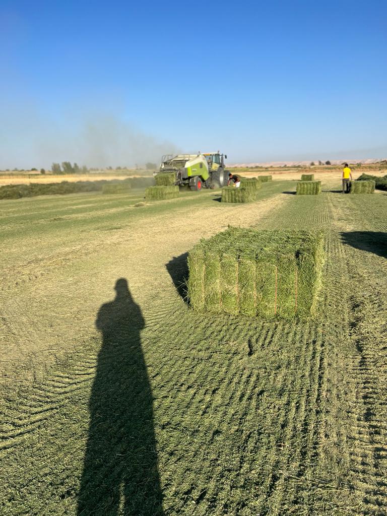 Dry Alfalfa Hay - Animal Feed - Livestock Feeding