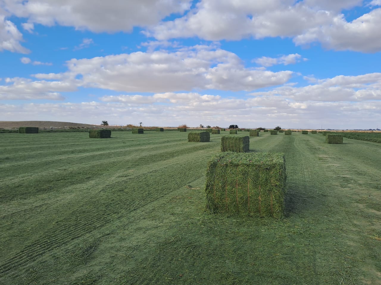 Import Dry Alfalfa Hay , First Class , from Egypt
