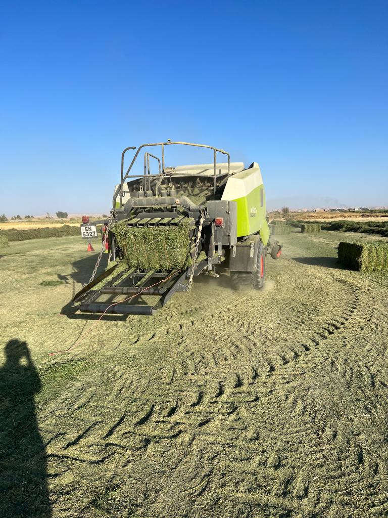 Dry Alfalfa Hay , First Class , Natural 100 %
