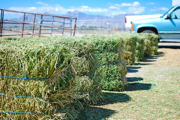 Import Dry Alfalfa Hay , First Class from Egypt