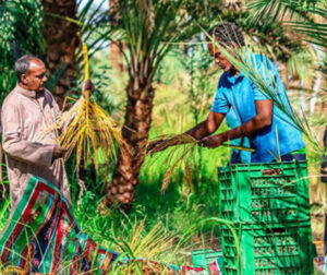 Exporting-Dates-from-Egypt