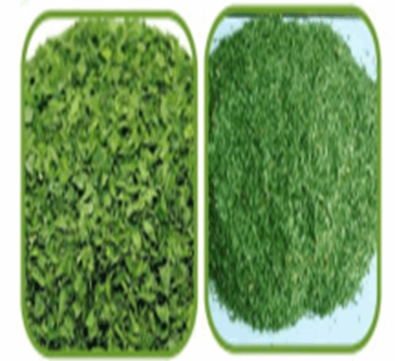 Parsley from VineLand