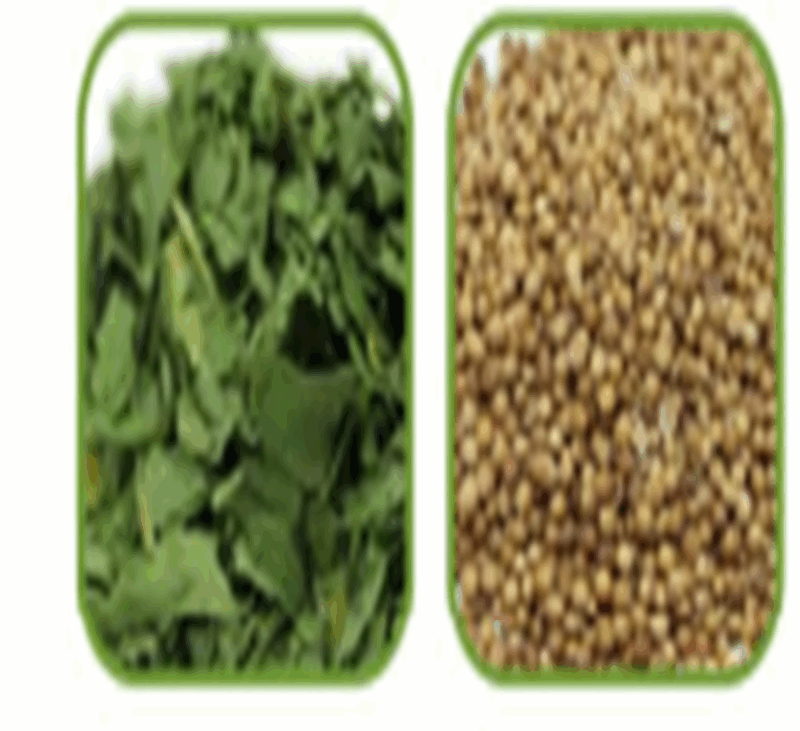 Coriander from VineLand